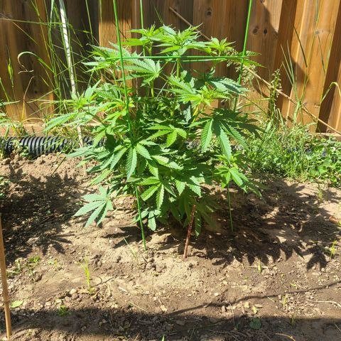 ChemDawg growlog timeline photo