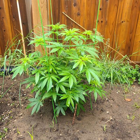 ChemDawg growlog timeline photo
