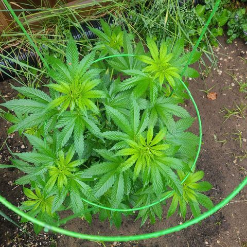 ChemDawg growlog timeline photo