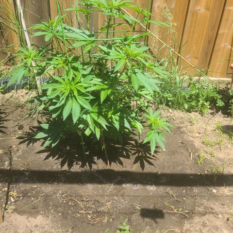 ChemDawg growlog timeline photo