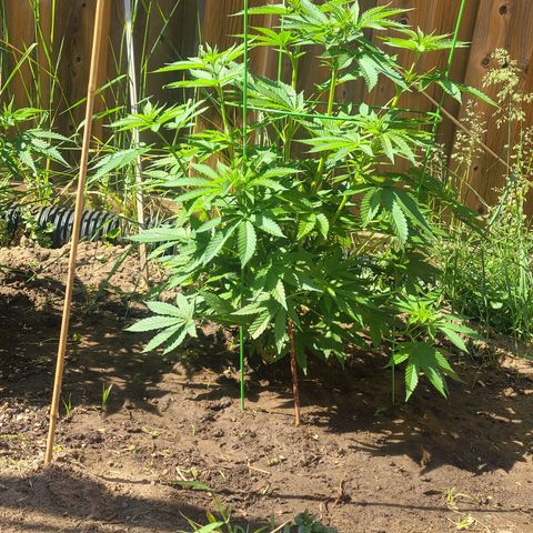 ChemDawg growlog timeline photo