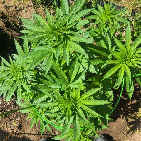 ChemDawg growlog timeline photo