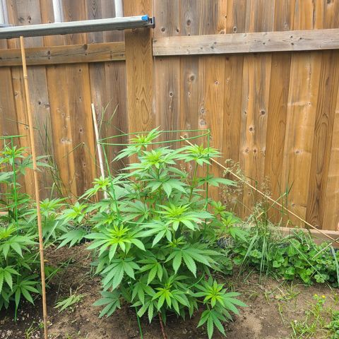 ChemDawg growlog timeline photo
