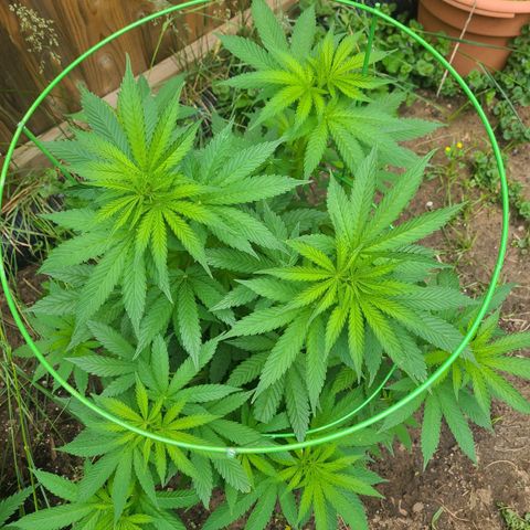ChemDawg growlog timeline photo
