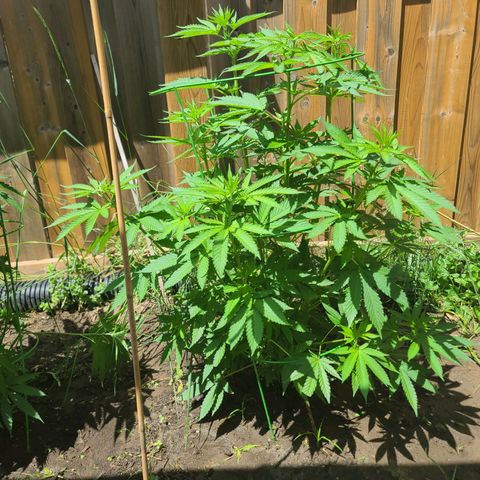 ChemDawg growlog timeline photo