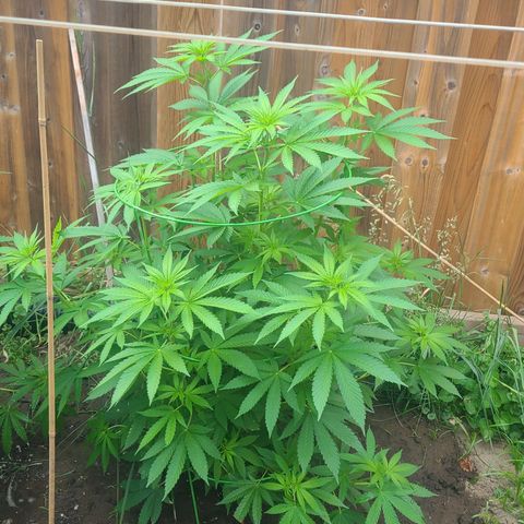 ChemDawg growlog timeline photo