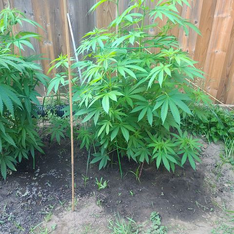 ChemDawg growlog timeline photo