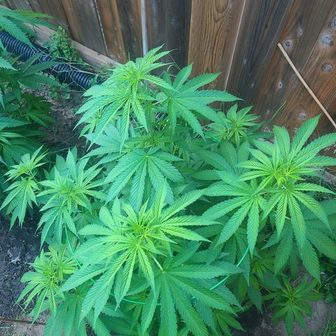ChemDawg growlog timeline photo