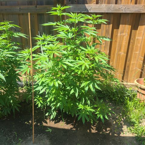 ChemDawg growlog timeline photo