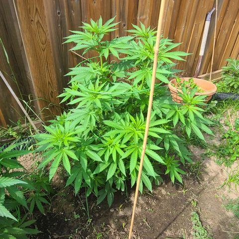 ChemDawg growlog timeline photo