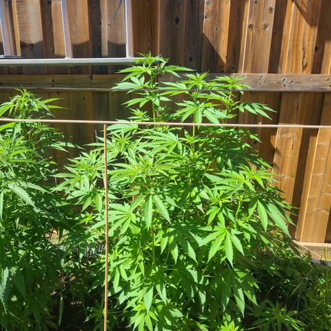 ChemDawg growlog timeline photo