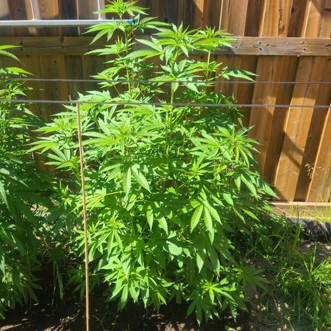 ChemDawg growlog timeline photo