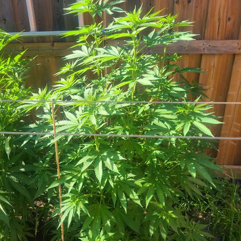 ChemDawg growlog timeline photo