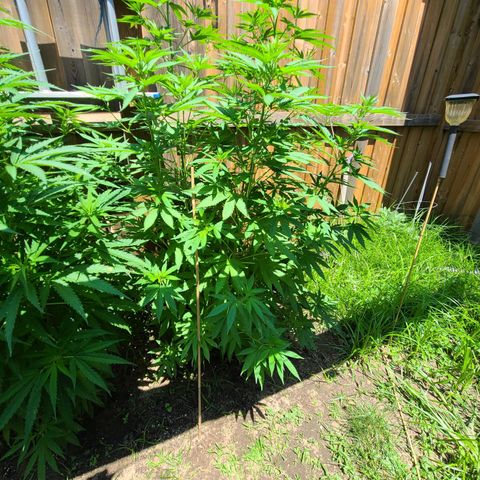 ChemDawg growlog timeline photo
