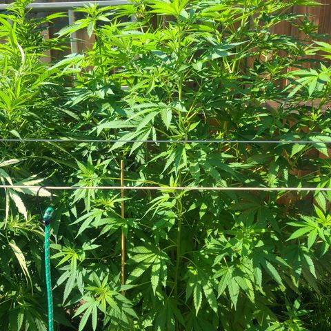 ChemDawg growlog timeline photo
