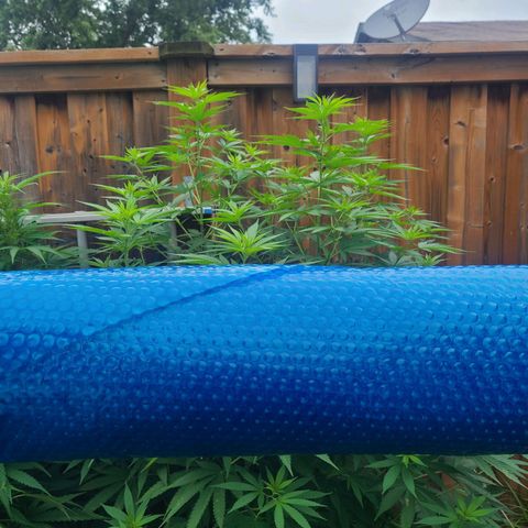 ChemDawg growlog timeline photo