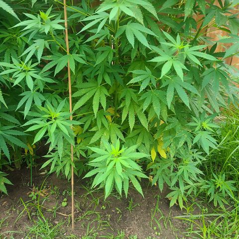 ChemDawg growlog timeline photo