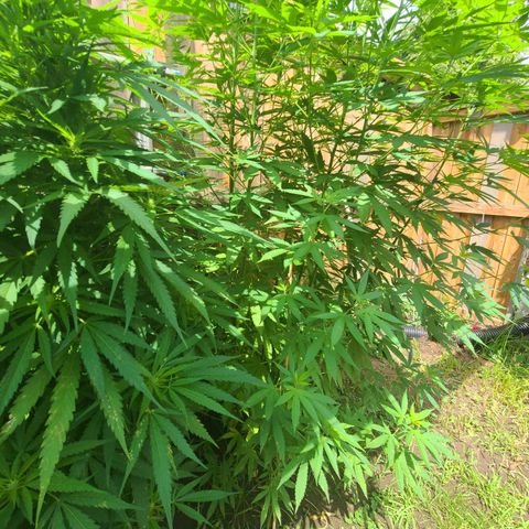 ChemDawg growlog timeline photo