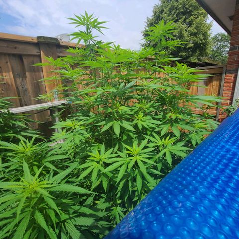 ChemDawg growlog timeline photo