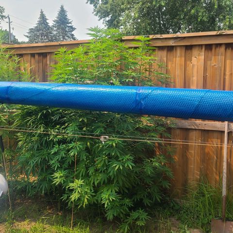 ChemDawg growlog timeline photo