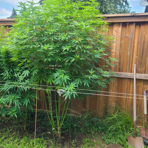 ChemDawg growlog timeline photo