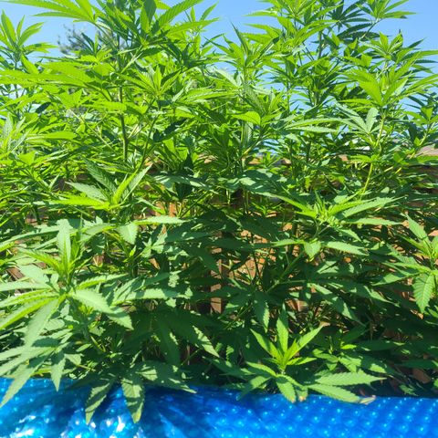 ChemDawg growlog timeline photo