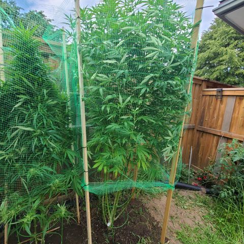ChemDawg growlog timeline photo