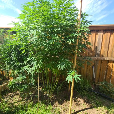 ChemDawg growlog timeline photo