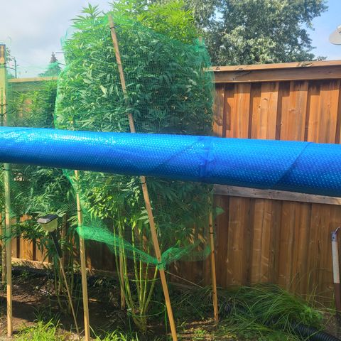 ChemDawg growlog timeline photo