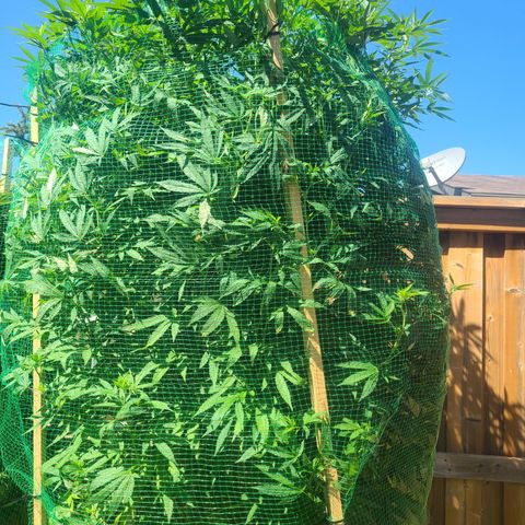 ChemDawg growlog timeline photo
