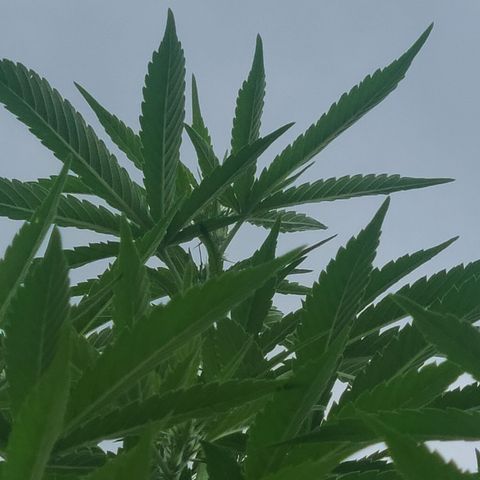 ChemDawg growlog timeline photo