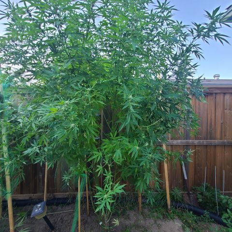 ChemDawg growlog timeline photo