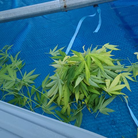 ChemDawg growlog timeline photo