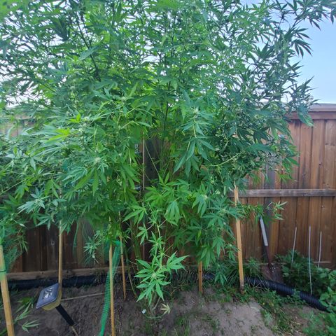 ChemDawg growlog timeline photo