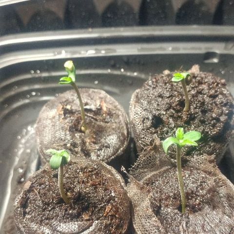 The Gold Flowers 💐 #3 growlog photo: Germ going good. CFL with Custom humidity Dome