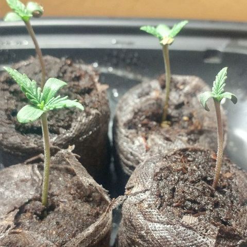 The Gold Flowers 💐 #3 growlog photo: Going good. CFL really close but not burning 