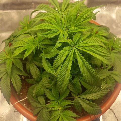 The Gold Flowers 💐 #3 growlog photo: 2 cups water. 3 tbs of Herculean Harvest. 1/4Tbs of Bloom Khaos 2 small handfuls of One Shot