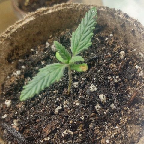 The Gold Flowers 💐 #3 growlog photo: Growing average Not slow But not fast