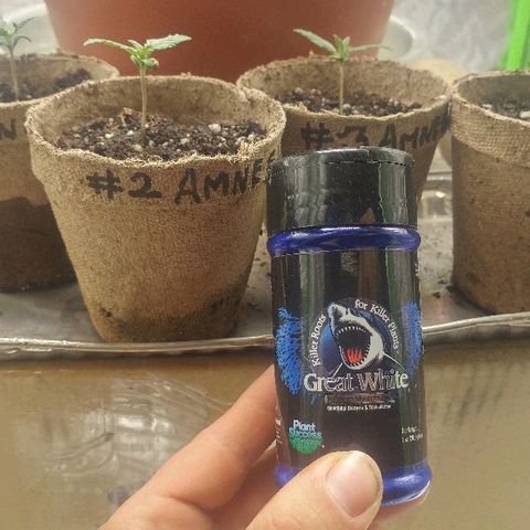 The Gold Flowers 💐 #3 growlog photo: Added mycorrhizal. Sprinkle on roots when transplant. Also Added a dab of bone meal with water. 