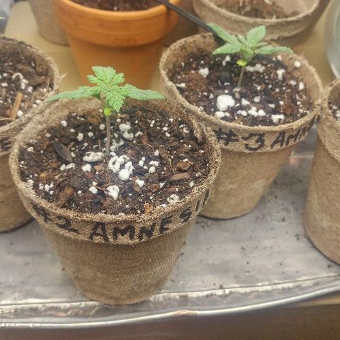 The Gold Flowers 💐 #3 growlog timeline photo