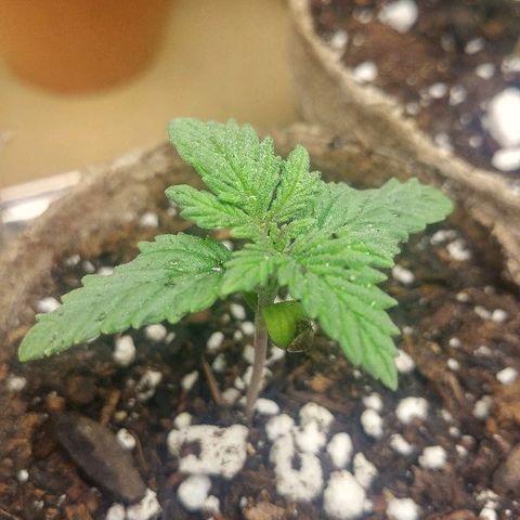 The Gold Flowers 💐 #3 growlog timeline photo