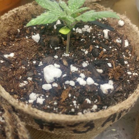 The Gold Flowers 💐 #3 growlog timeline photo