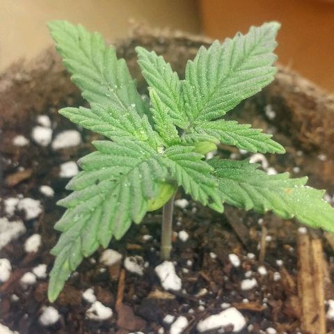 The Gold Flowers 💐 #3 growlog timeline photo