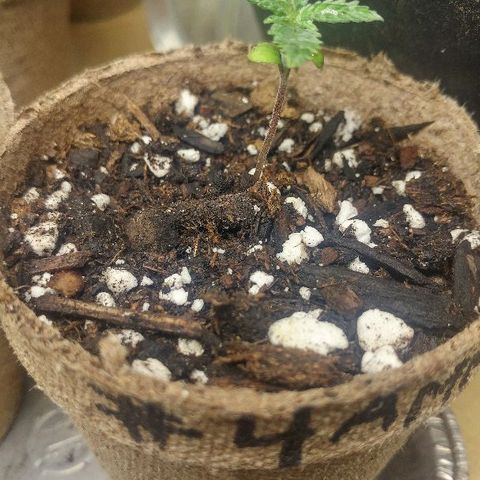 The Gold Flowers 💐 #3 growlog timeline photo