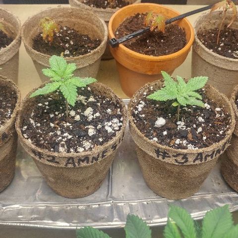 The Gold Flowers 💐 #3 growlog timeline photo
