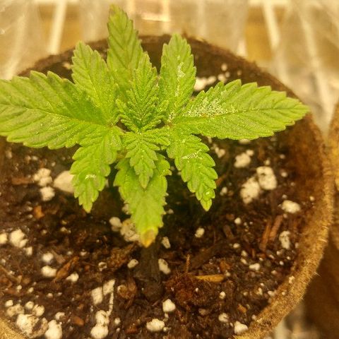 The Gold Flowers 💐 #3 growlog timeline photo