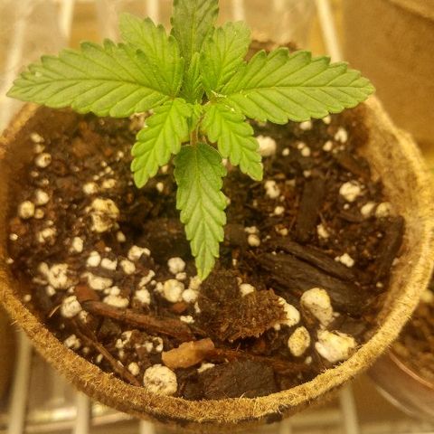 The Gold Flowers 💐 #3 growlog timeline photo
