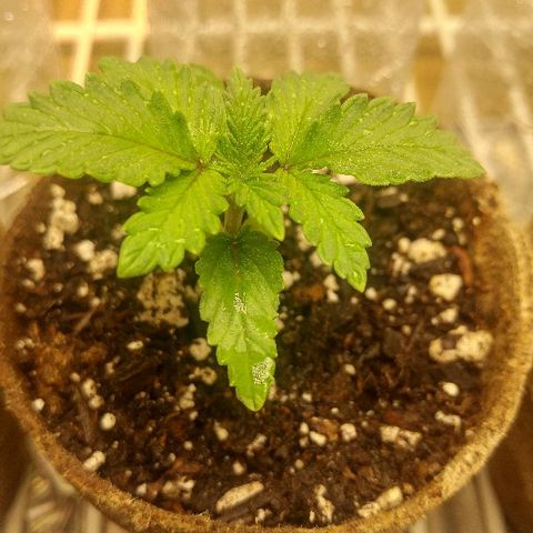 The Gold Flowers 💐 #3 growlog photo: What is dry About 1/2 cup water each Today I started veg after two weeks into germination.