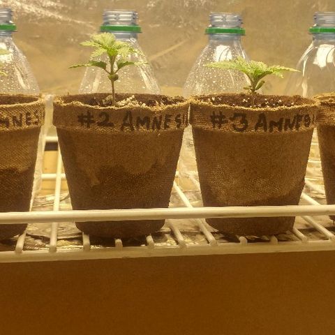 The Gold Flowers 💐 #3 growlog photo: What is dry About 1/2 cup water each Today I started veg after two weeks into germination.