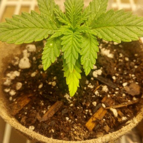 The Gold Flowers 💐 #3 growlog photo: What is dry About 1/2 cup water each Today I started veg after two weeks into germination.